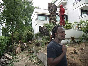 TREEMAN FREEMAN • Baumpflege • Fällung • Sanierung